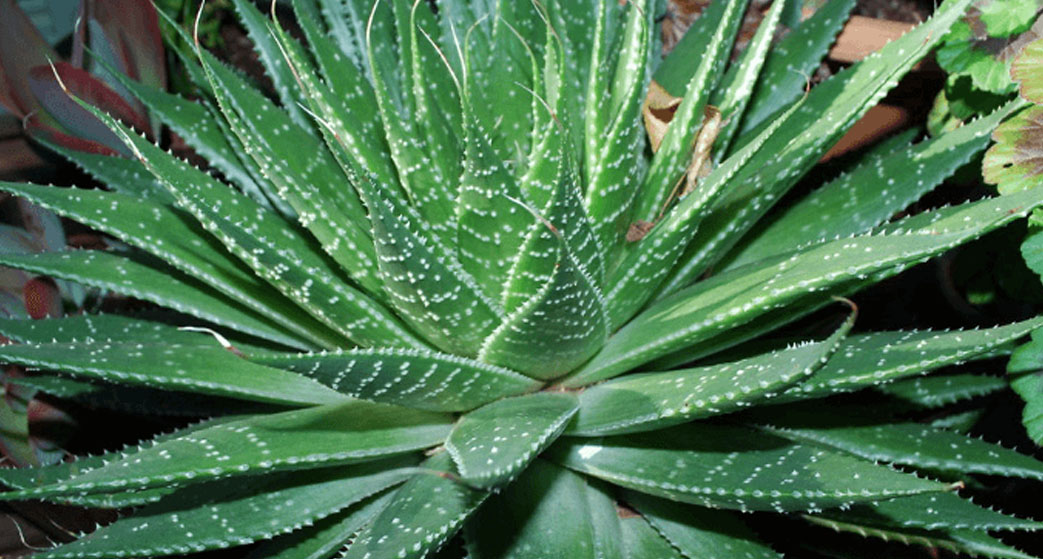 Aloe aristata