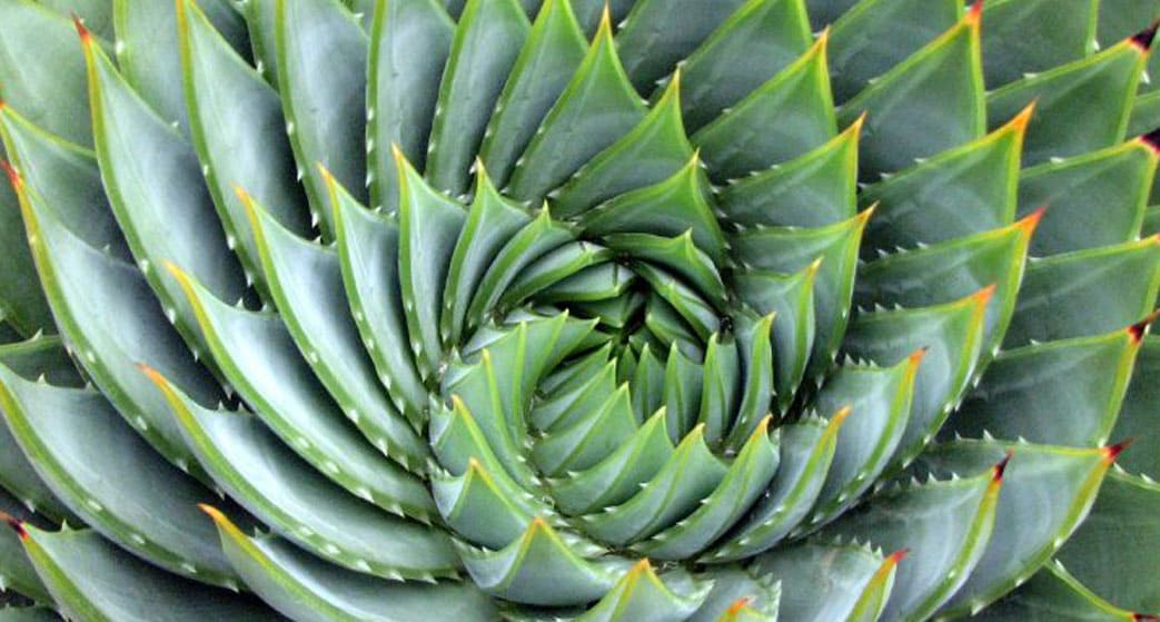 Aloe Polyphylla