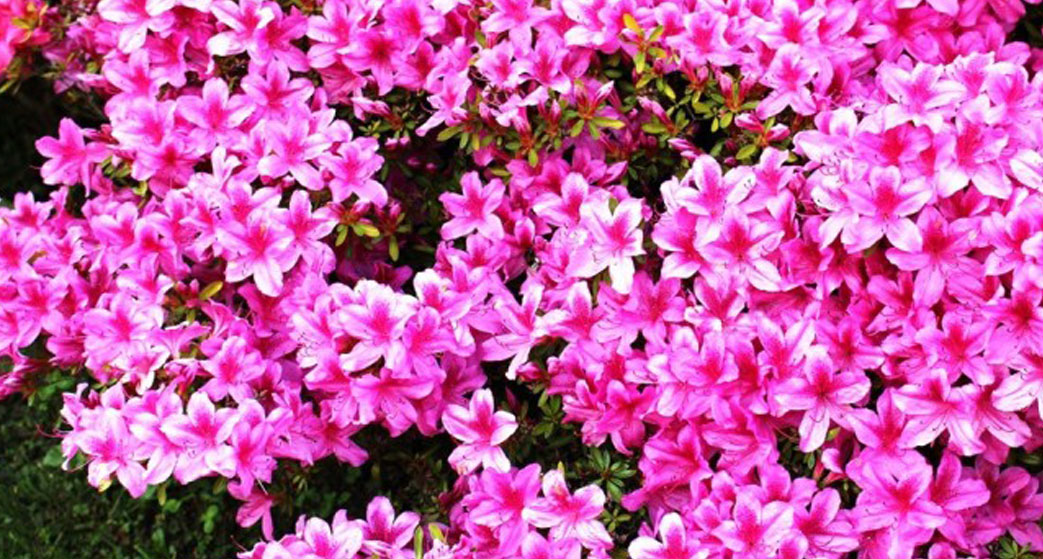 Azalea japonica