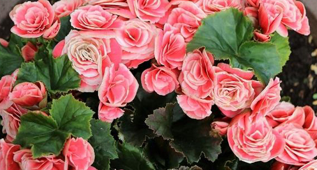 Begonia elatior