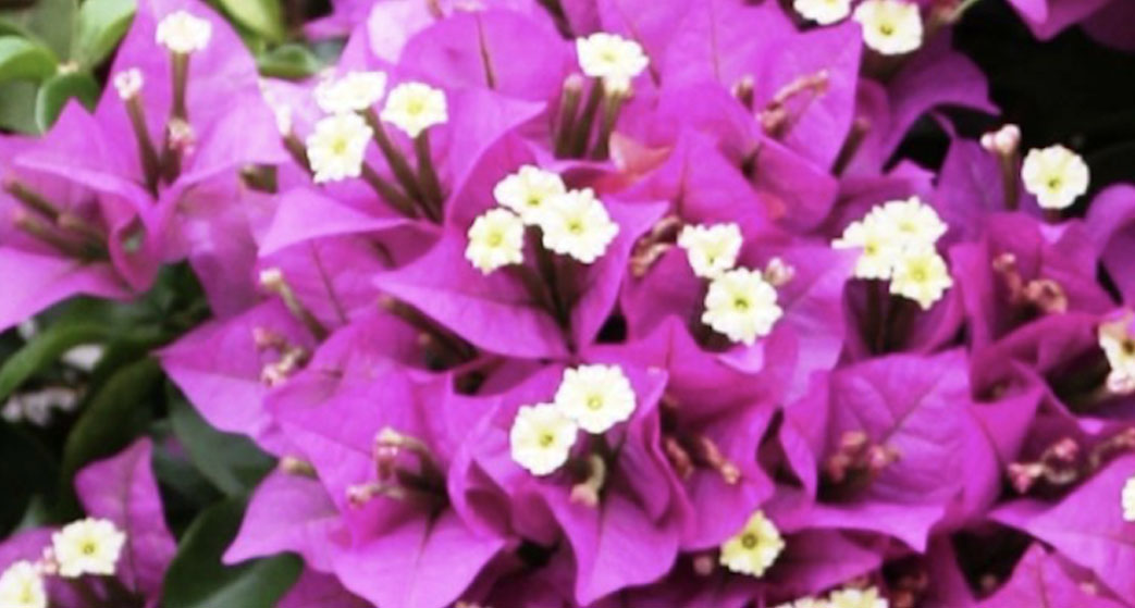 Bougainvillea Glabra