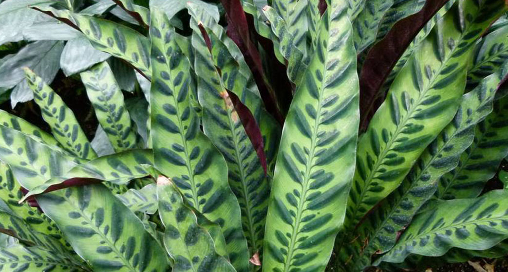 Calathea lancifolia o Calathea insignis