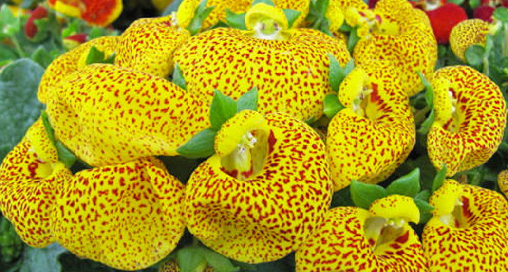 Calceolaria