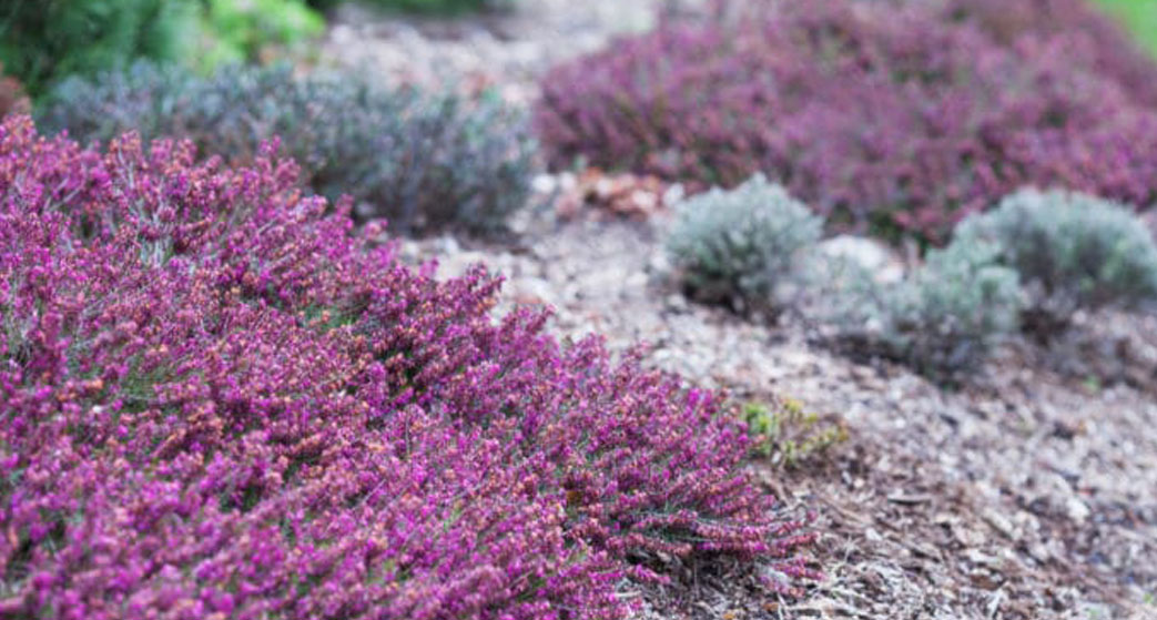 Calluna Vulgaris o Brugo