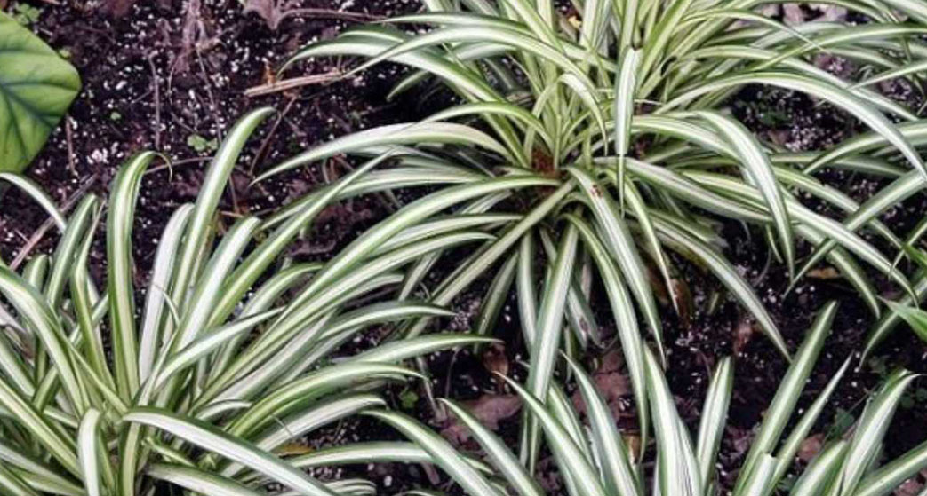 Chlorophytum comosum o Falangio