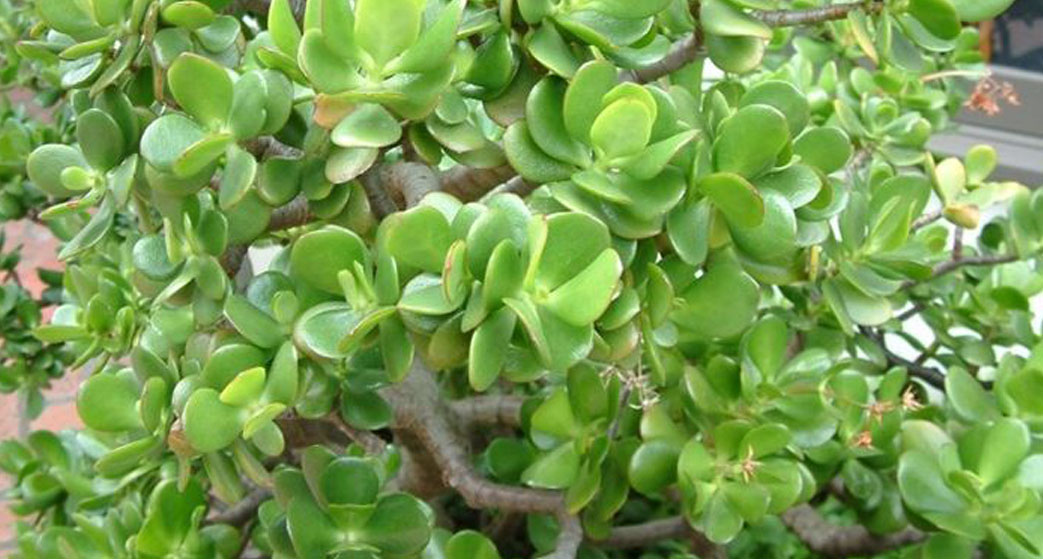 Crassula Ovata o Albero di Giada