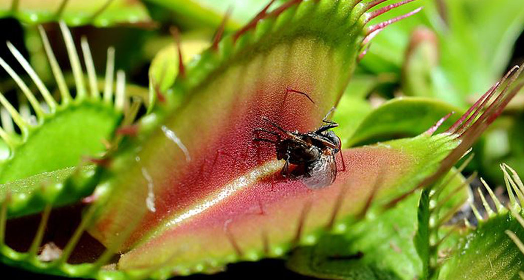 Dionaea muscipula