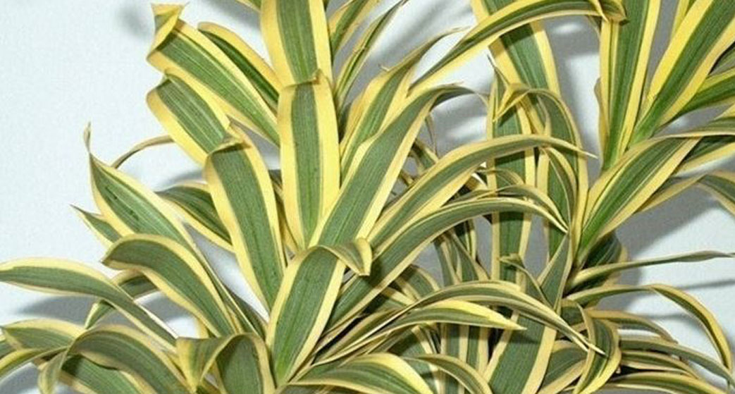 Dracena deremensis