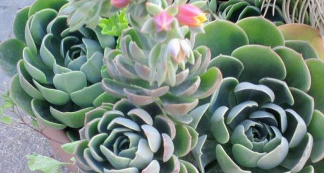 Echeveria agavoides