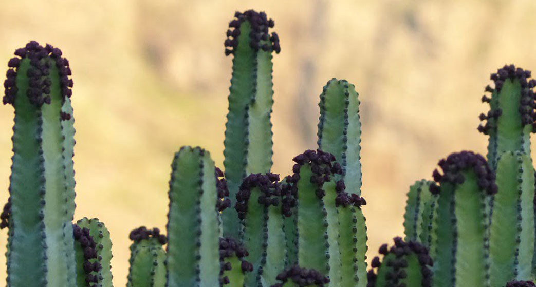 Euphorbia eritrea