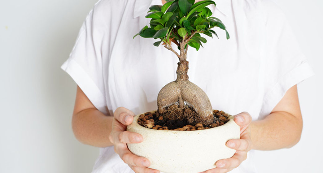 Ficus Ginseng o Ficus Retusa