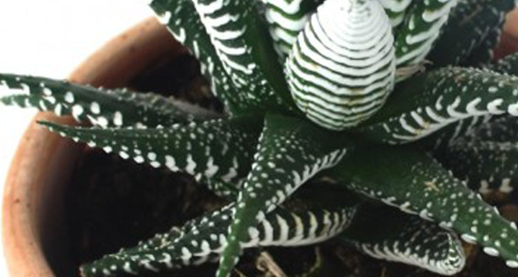 Haworthia fasciata