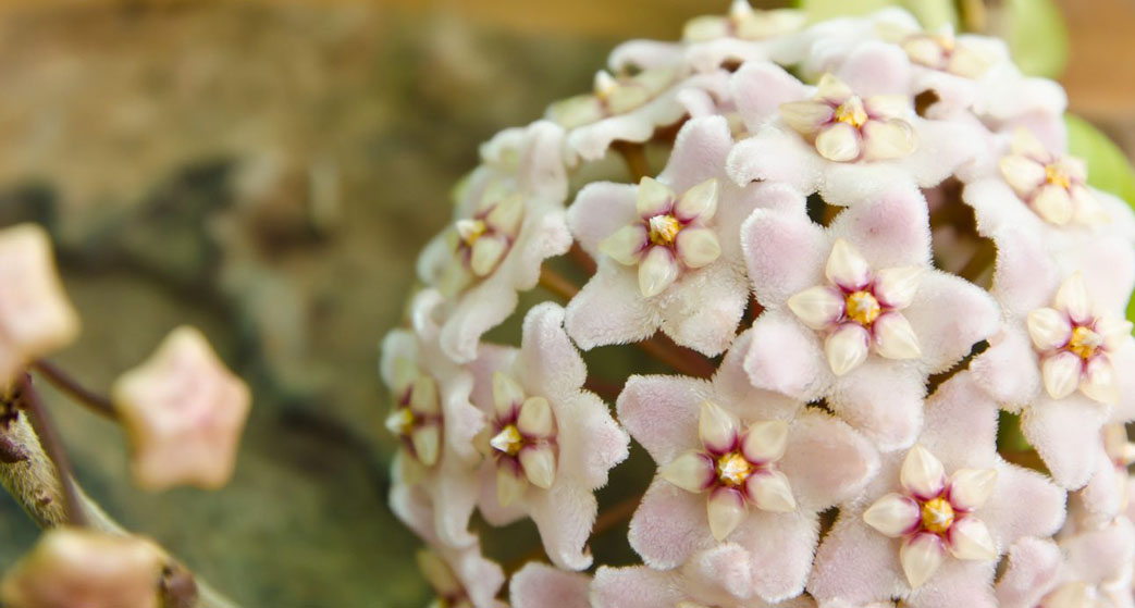 Hoya Carnosa o Fiore di cera