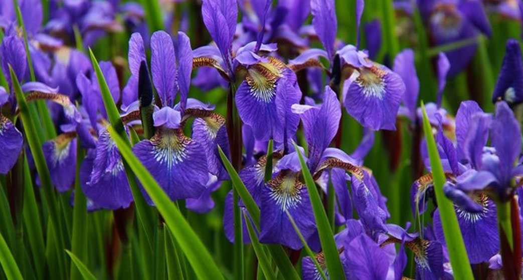 Iris germanica