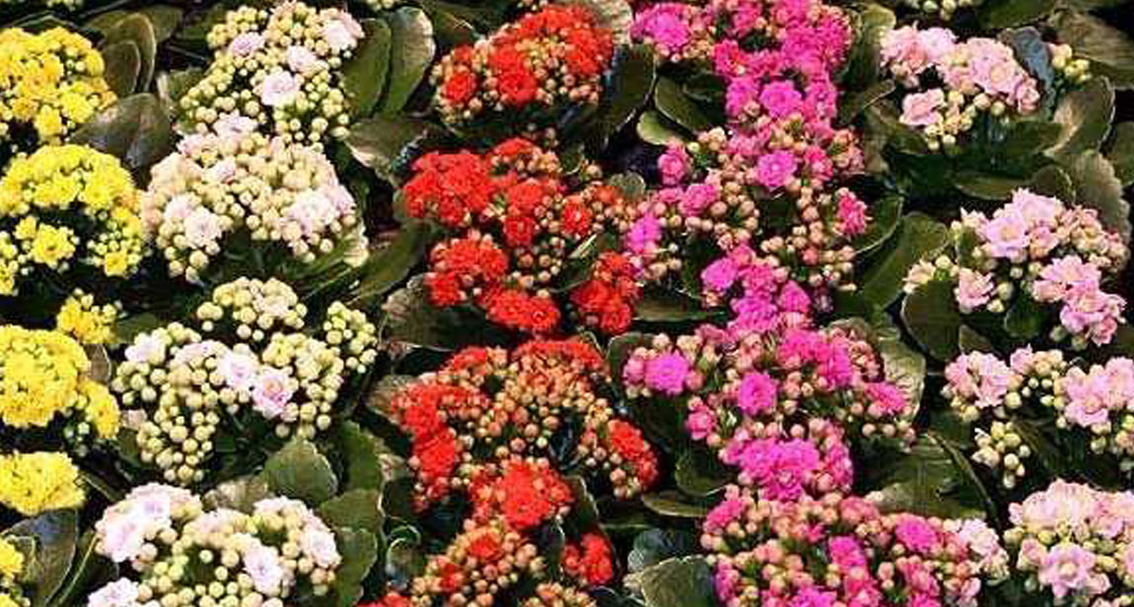 Kalanchoe calandiva