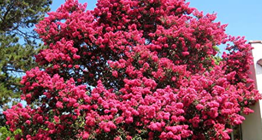 Lagerstroemia