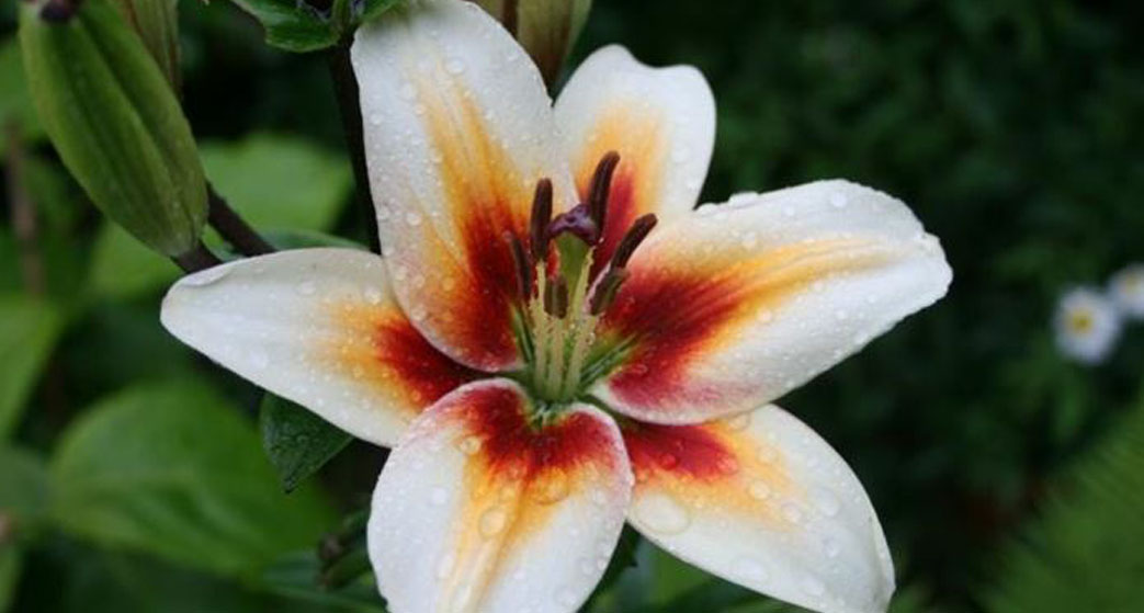 Lilium