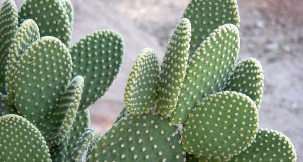 Opuntia microdasys