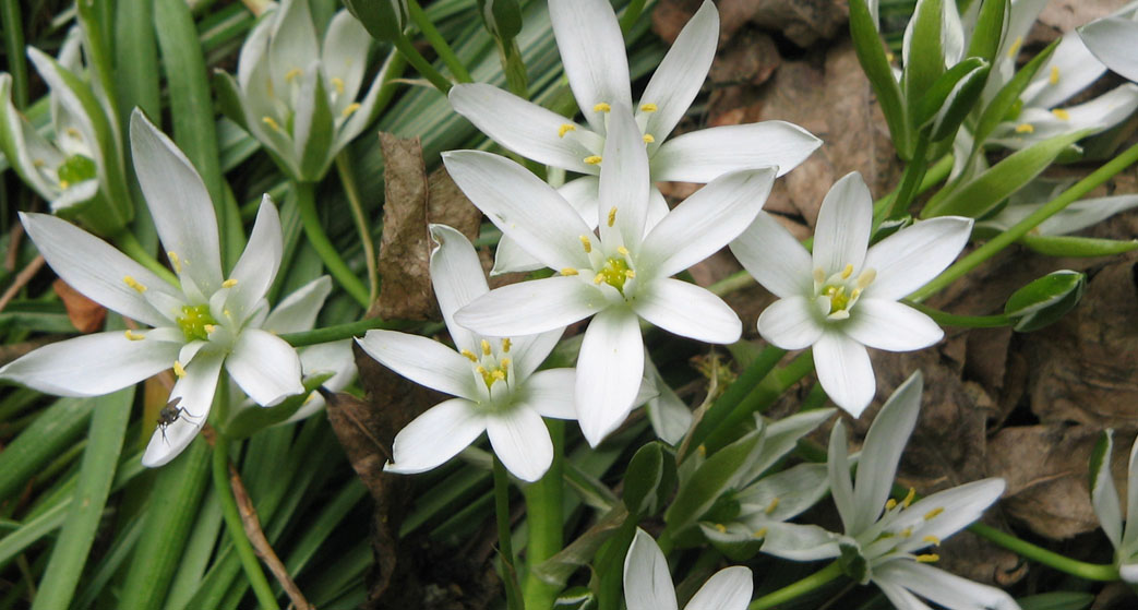 Ornithogalum