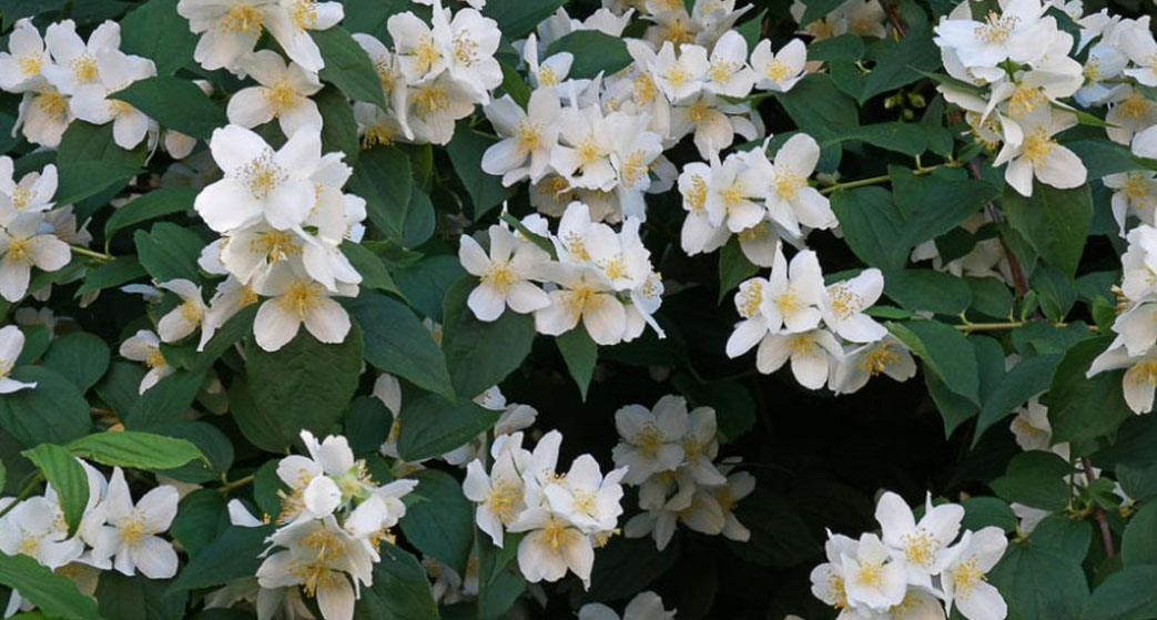 Philadelphus coronarius