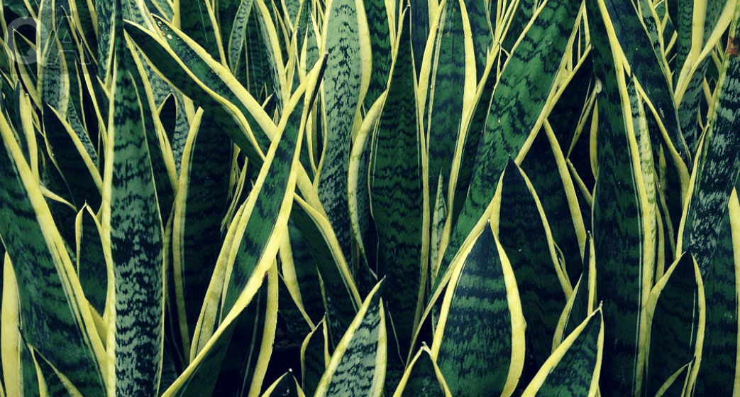 Sansevieria trifasciata