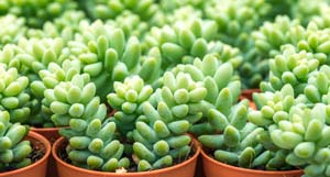 Sedum Morganianum