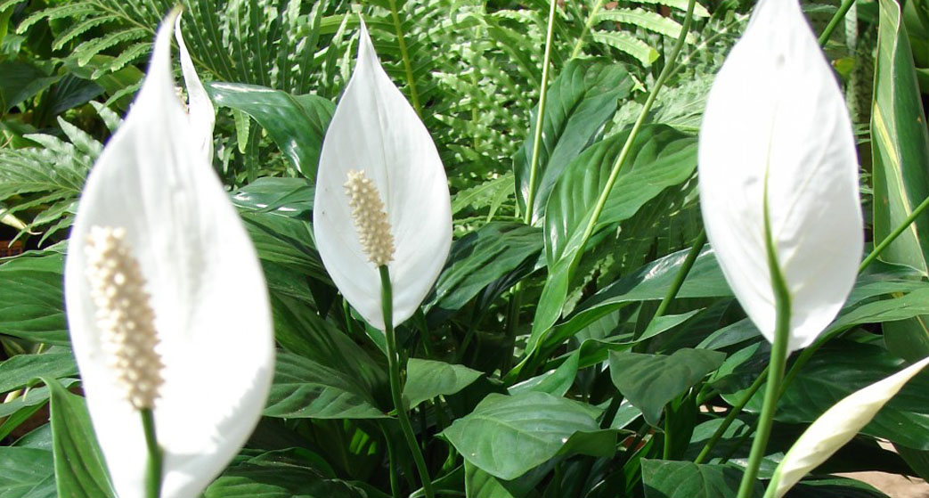 Spathiphyllum o Spatifillo