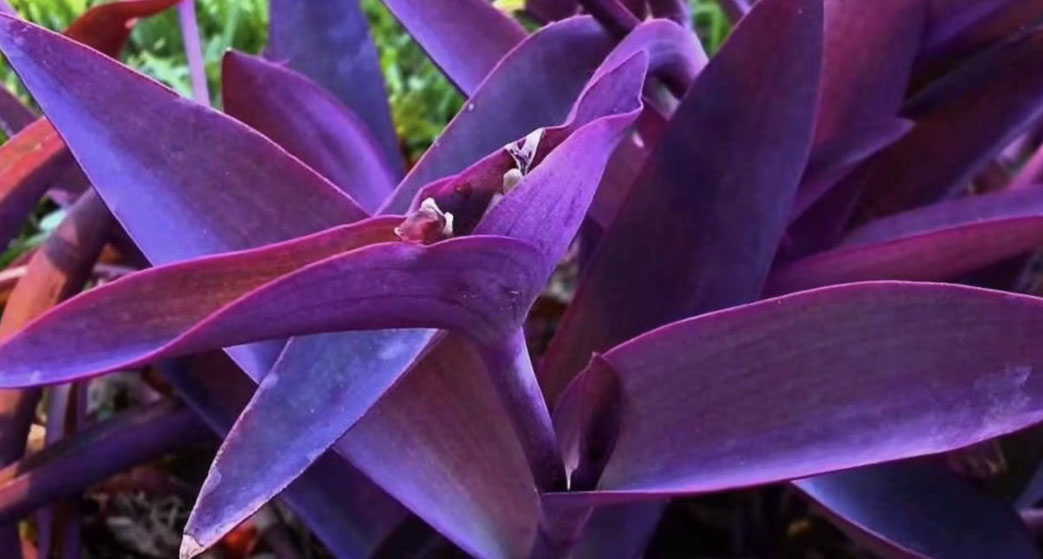 Tradescantia pallida purpurea o erba miseria